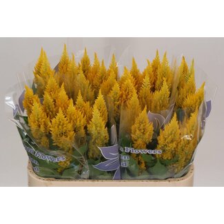 Freshy Celosia Plumosa “Sunday Gold” | Kleur: Geel | Lengte ± 75 centimeter | Per 20 verse bloemen