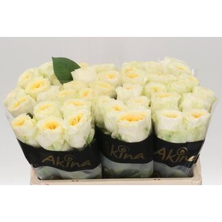 Freshy Rosen “Buttercup” | Farbe: Orange | Länge ± 50 centimeter | Pro 20 Rosen