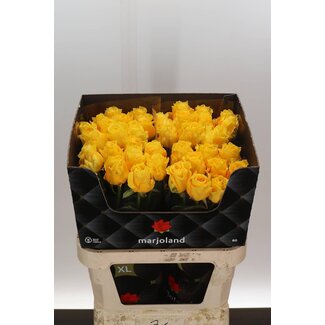 Freshy Roses “Palmares” size XL | Colour: Yellow | Length ± 80 centimetre | Per 20 roses