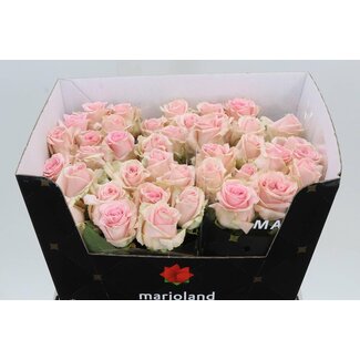 Freshy Rosen “Rosa Sweet Dolomiti” Größe XL | Kleur: Rosa | Länge ± 60 centimeter | Per 20 Rosen