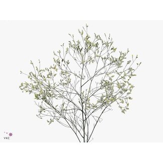 Freshy Limonium Statice Sinuata “Cool Diamond” | Kleur: Wit | Lengte ± 50 centimeter | Per 25 stelen verse bloemen