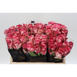 Freshy Rozen “Barracuda” | Kleur: Roze | Lengte ± 50 centimeter | Per 20 rozen