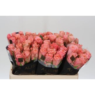 Freshy Roses “Maureen” | Colour: Pink | Length ± 50 centimetre | Per 20 roses