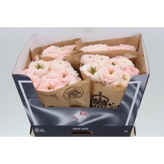 Freshy Roses “Tinkerbell” | Colour: Pink | Length ± 60 centimetre | Per 20 roses
