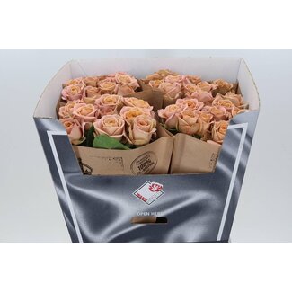 Freshy Roses “Cappuccino” | Colour: Pink | Length ± 70 centimetre | Per 20 roses