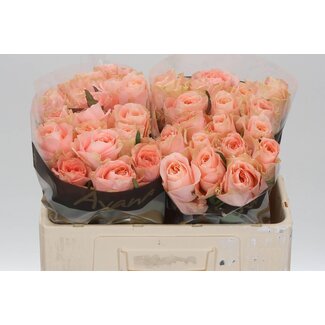 Freshy Roses “Charming Reeva” | Couleur: Rose | Longueur ± 50 centimeter | Par 20 roses