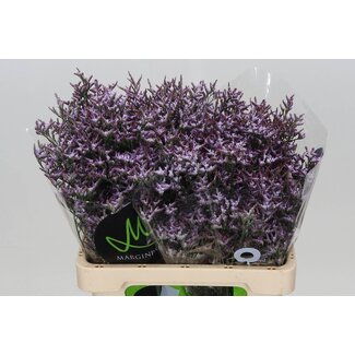 Freshy Limonium Safora “Lilac” | Colour: Purple | Length ± 60 centimetre | Per 25 stems fresh flowers