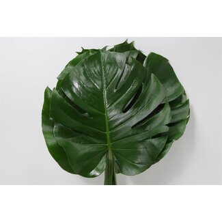 Freshy Monstera Swiss cheese plant “Impatiens“ | Colour: Green | Diameter 30 centimeter | Length ± 60 centimeter | Per 10 fresh stems