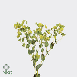 Freshy Bupleurum Rotundifolium Gold Umbel | Colour: Yellow | Length ± 70 centimetre | Per 50 stems fresh flowers