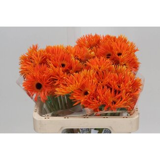 Freshy Gerbera Spider Mi Aqua “Firecracker” | Kleur: Oranje | Lengte ± 50 centimeter | Per 20 verse bloemen