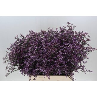 Freshy Limonium Safora “Lilac” | Colour: Purple | Length ± 70 centimetre | Per 25 stems fresh flowers