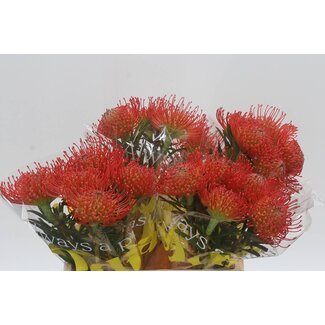 Freshy Nutans Leucospermum “Succession” | Couleur: Rouge | Longueur ± 40 centimeter | Par 10 fleurs fraîches