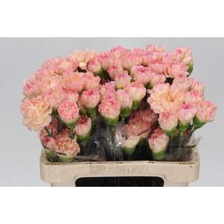 Freshy Short Carnation “Gioia” | Colour: Mixed Colours | Length ± 55 centimetre | Per 20 fresh flowers
