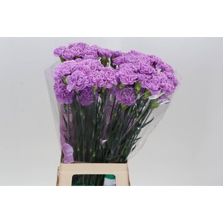 Freshy Long Carnation “Moonaqua” | Colour: Purple | Length ± 70 centimetre | Per 20 fresh flowers