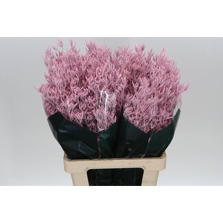 Freshy Limonium Statice Sinuata Kleurbehandeld “Skylight Soft Pink” | Kleur: Roze | Lengte ± 70 centimeter | Per 25 stelen verse bloemen