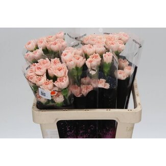 Freshy Korte Anjer “Novia” | Kleur: Roze | Lengte ± 55 centimeter | Per 20 verse bloemen