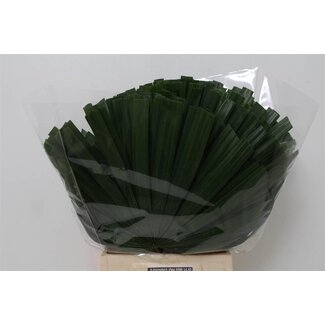 Freshy Chamaerops Zwergpalm Blätter | Farbe: Grün | Länge ± 50 centimeter | Pro 30 Blätter