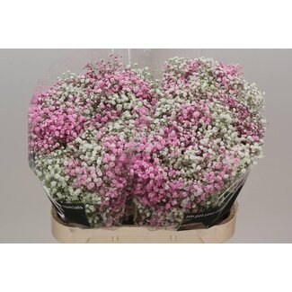 Freshy Gypsophila Paniculata Gipskruid Kleurbehandeld “Disco Licht Rose” | Kleur: Gemengde Kleuren | Lengte ± 80 centimeter | Herkomst Ecuador | Per 25 stelen verse bloemen