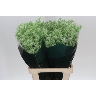 Freshy Limonium Statice Sinuata Kleurbehandeld “Skylight Mint” | Kleur: Mint Groen | Lengte ± 70 centimeter | Per 25 stelen verse bloemen