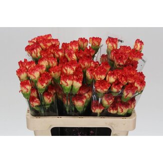 Freshy Korte Anjer “Zenit” | Kleur: Rood | Lengte ± 55 centimeter | Per 20 verse bloemen
