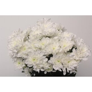 Freshy Chrysanthème en grappe Chrysanthemum “Pina Colada” | Couleur: Blanc | Longueur ± 70 centimeter | Par 10 tiges de fleurs fraîches