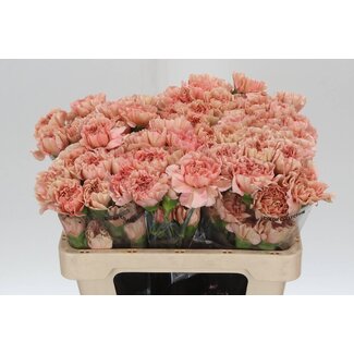Freshy Korte Anjer “Caramel” | Kleur: Oranje Roze | Lengte ± 55 centimeter | Per 20 verse bloemen
