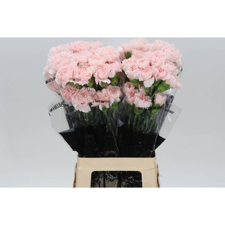 Freshy Lange Anjer “Hanoi” | Kleur: Roze | Lengte ± 70 centimeter | Per 20 verse bloemen