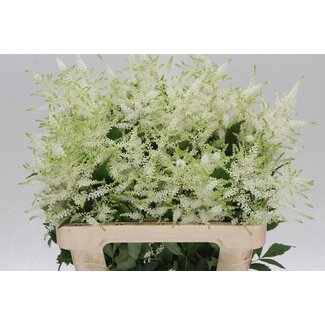 Freshy Astilbe Japonica “Washington” | Colour: White | Length ± 60 centimetre | Per 20 stems fresh flowers
