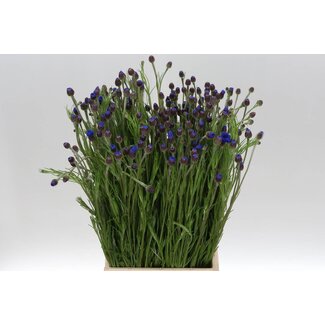 Freshy Centaurea Cyanus Korenbloem | Kleur: Blauw | Lengte ± 60 centimeter | Per 100 verse bloemen