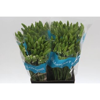 Freshy Ornithogalum Thyrsoides South Wind Lily “Mount Fuji” | Colour: White | Length ± 55 centimetre | Per 50 stems fresh flowers