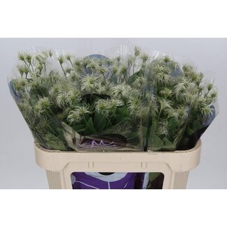 Freshy Clematis Waldrebe “Amazing Kibo” | Farbe: Grün | Länge ± 70 centimeter | Pro 10 frische Blumen