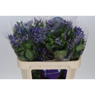 Freshy Clematis Waldrebe “Amazing Sofia” | Farbe: Lila | Länge ± 70 centimeter | Pro 10 frische Blumen