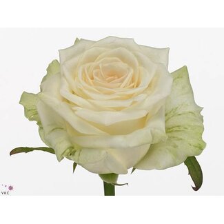 Freshy Roses “Dolomiti” | Colour: White | Length ± 70 centimeter | Per 20 roses