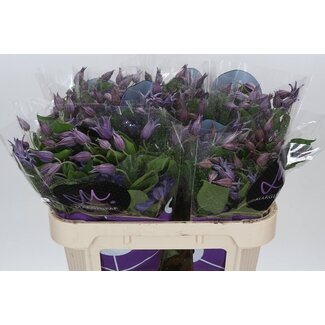 Freshy Clematis Bosrank “Amazing Sydney” | Kleur: Blauw | Lengte ± 70 centimeter | Per 10 verse bloemen