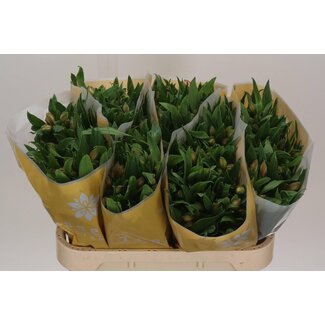 Freshy Alstroemeria Incalelie “Pink Floyd” | Colour: Pink | Length ± 75 centimetre | Per 10 stems fresh flowers