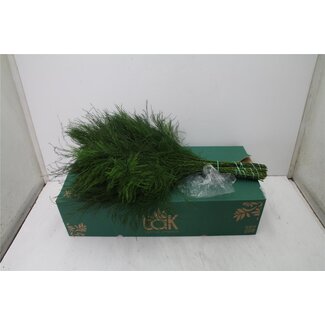 Freshy Asparagus Treefern Fine Fern Leaf | Colour: Green | Length ± 60 centimetre | 30 stems per bunch | Per 5 bunches