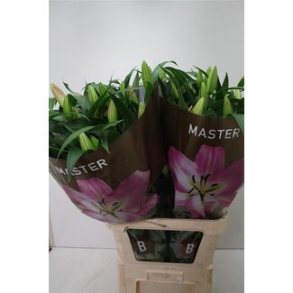 Freshy Lily Oriental x Trumpet Lily “Master” | Colour: Purple | Length ± 100 centimeter | Per 10 stems fresh flowers