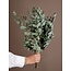 Dutch Dried Natürliche grüne Eucalyptus Cinerea Trockenblumen | Länge ± 70 Zentimeter | Gewicht ± 150 Gramm