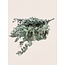 Natürliche grüne Eukalyptus Cinerea Trockenblumen | Länge ± 70 Zentimeter | Gewicht ± 150 Gramm