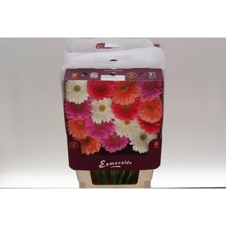 Freshy Grootbloemige Gerbera Aqua “Mix Malaga” | Kleur: Gemengde Kleuren | Lengte ± 45 centimeter | Per 15 verse bloemen