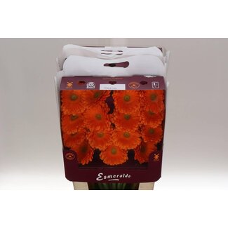 Freshy Grootbloemige Gerbera Aqua “Toledo” | Kleur: Oranje | Lengte ± 45 centimeter | Per 15 verse bloemen