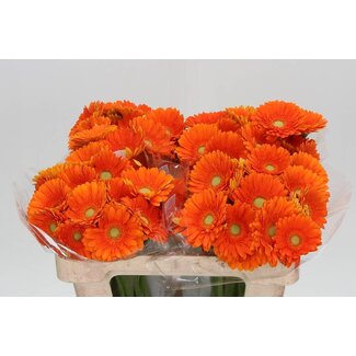 Freshy Germini Aqua “Cuby” | Couleur: Orange | Longueur ± 50 centimeter | Par 20 fleurs fraîches