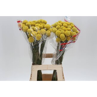 Freshy Craspedia Trommelstokje “Paint Pop” | Kleur: Geel | Lengte ± 65 centimeter | Per 50 stelen verse bloemen