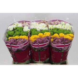 Freshy Chrysanthème Chrysant Santini Pompon Mélangé en Bouquet | Couleur : Couleurs mélangées | Longueur ± 55 centimètres | Par 25 tiges de fleurs fraîches