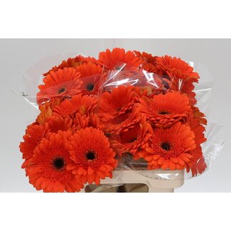 Freshy Gerbera “Candela” | Farbe: Orange | Länge ± 50 centimeter | Pro 10 frische Blumen