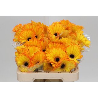 Freshy Gérbera “Catwalk” | Couleur: Orange Jaune | Longueur ± 50 centimeter | Par 10 fleurs fraîches