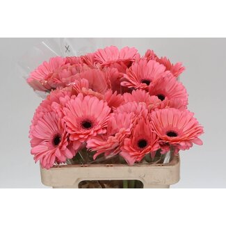 Freshy Gerbera “Scala” | Colour: Pink | Length ± 50 centimetre | Per 10 fresh flowers