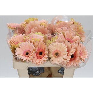 Freshy Gerbera “Alliance” | Colour: Orange Pink | Length ± 50 centimetre | Per 10 fresh flowers
