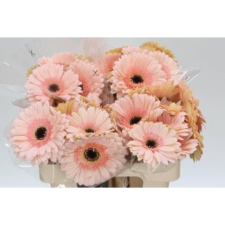 Freshy Gerbera “Cafe Del Mar” | Couleur: Rose | Longueur ± 50 centimeter | Par 10 fleurs fraîches