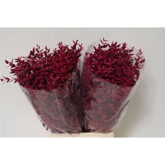Freshy Eucalyptus Parvifolia Teinté Cerise Court | Couleur: Cerise | Longueur ± 50 centimeter | Poids 150g | Par 5 bouquets